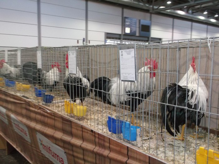 Picture 5222 - EXPOZITIA LEIPZIG 2012 PARTEA INTAI