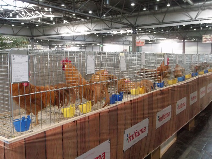 Picture 5224 - EXPOZITIA LEIPZIG 2012 PARTEA INTAI