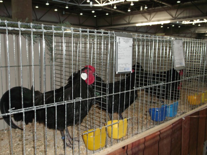 Picture 5228 - EXPOZITIA LEIPZIG 2012 PARTEA INTAI