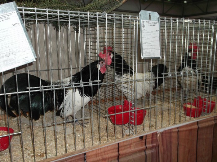 Picture 5229 - EXPOZITIA LEIPZIG 2012 PARTEA INTAI