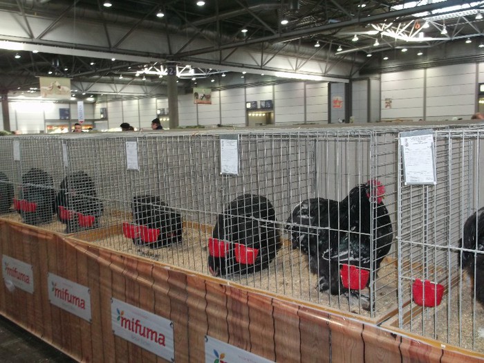 Picture 5234 - EXPOZITIA LEIPZIG 2012 PARTEA INTAI