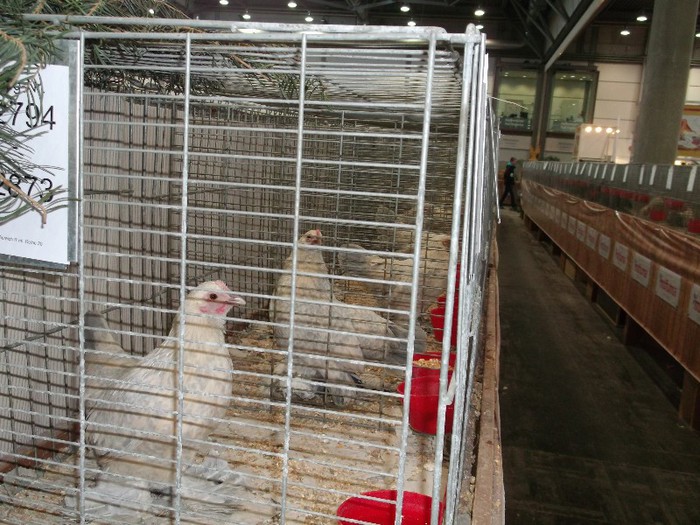 Picture 5236 - EXPOZITIA LEIPZIG 2012 PARTEA INTAI