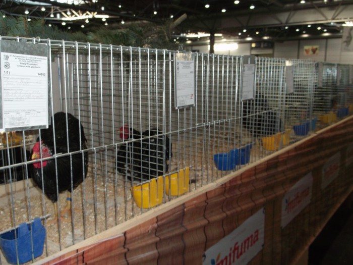 Picture 5238 - EXPOZITIA LEIPZIG 2012 PARTEA INTAI