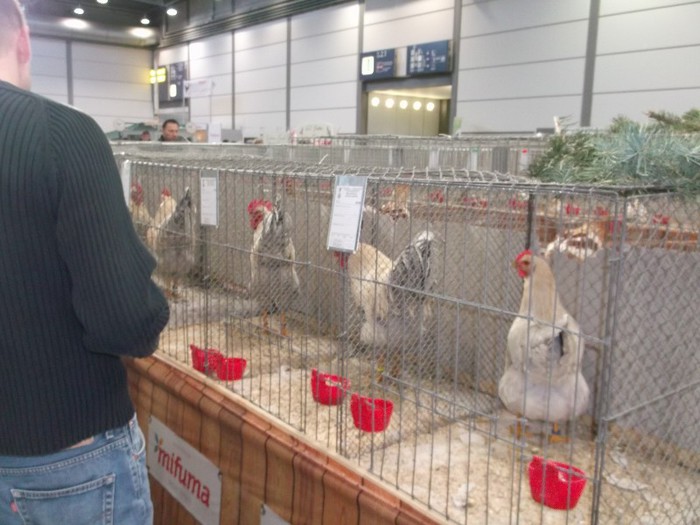 Picture 5251 - EXPOZITIA LEIPZIG 2012 PARTEA INTAI