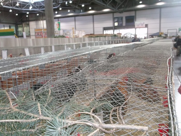 Picture 5252 - EXPOZITIA LEIPZIG 2012 PARTEA INTAI