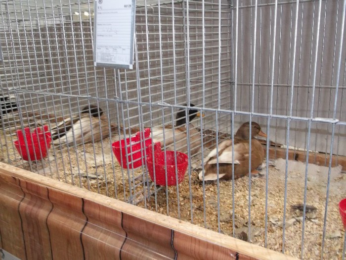 Picture 5255 - EXPOZITIA LEIPZIG 2012 PARTEA INTAI