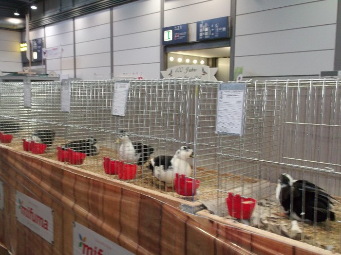 Picture 5256 - EXPOZITIA LEIPZIG 2012 PARTEA INTAI