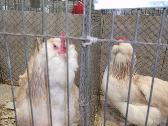 Picture 5257 - EXPOZITIA LEIPZIG 2012 PARTEA INTAI