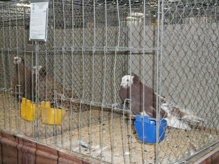 Picture 5388 - EXPOZITIA LEIPZIG 2012 PARTEA INTAI