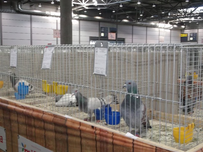 Picture 5389 - EXPOZITIA LEIPZIG 2012 PARTEA INTAI