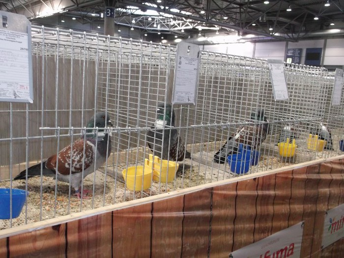 Picture 5391 - EXPOZITIA LEIPZIG 2012 PARTEA INTAI