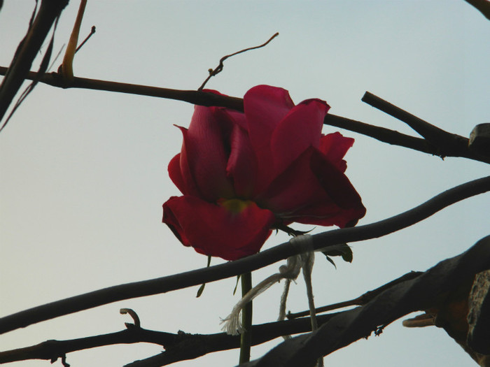DSCN2771