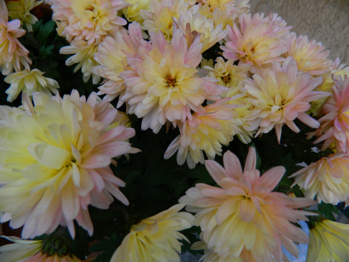 DSCN2785
