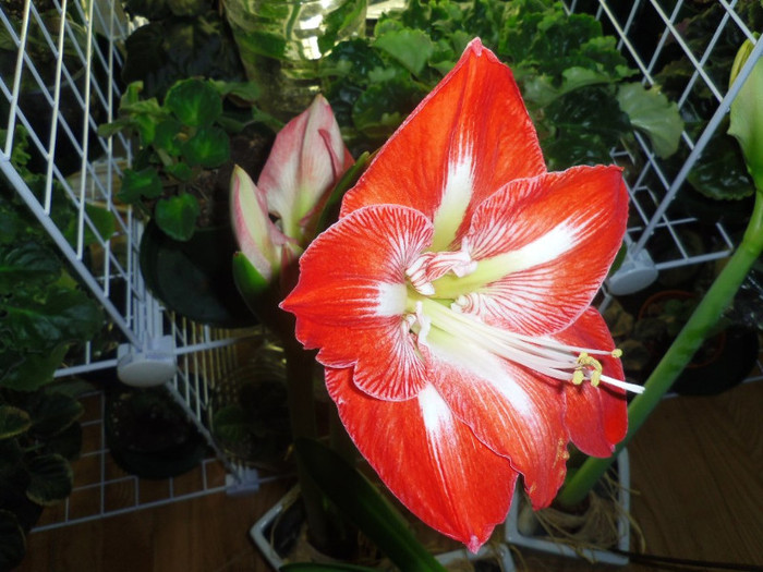 11 dec. 2012 - 2012 Amaryllis