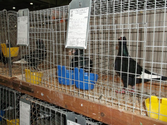 Picture 5407 - EXPOZITIA LEIPZIG 2012 PARTEA INTAI