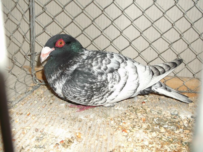 Picture 5412 - EXPOZITIA LEIPZIG 2012 PARTEA INTAI