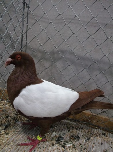 Picture 5413 - EXPOZITIA LEIPZIG 2012 PARTEA INTAI