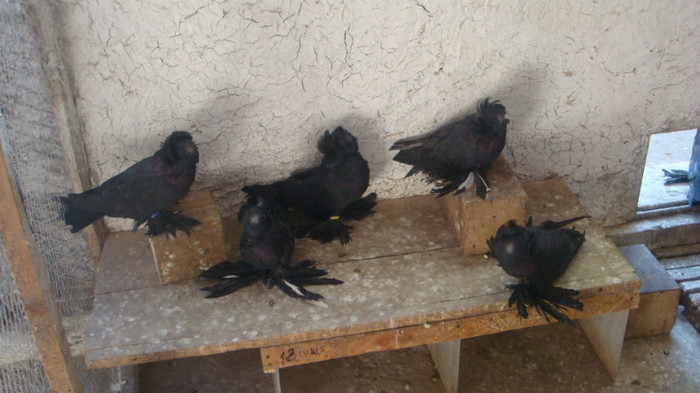 DSC02733; de vanzare
