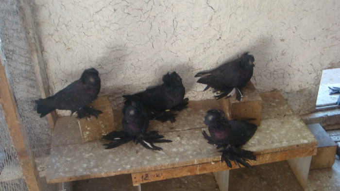 DSC02734; de vanzare
