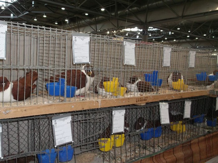 Picture 5404 - EXPOZITIA LEIPZIG 2012 PARTEA INTAI