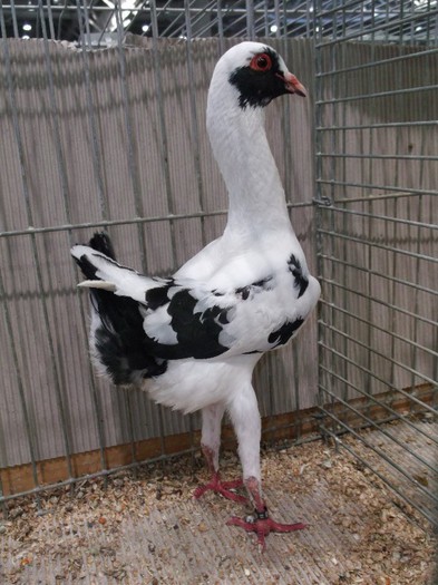 MALTEZ SUPERB - EXPOZITIA LEIPZIG 2012 PARTEA INTAI