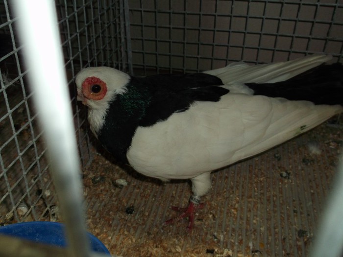 AM FACUT OCHII ROSII DE LA VIENA