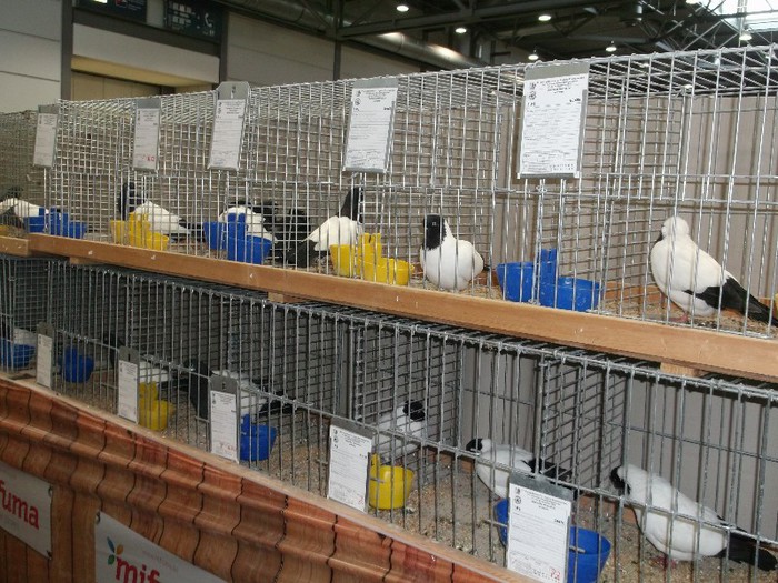 Picture 5452 - EXPOZITIA LEIPZIG 2012 PARTEA INTAI