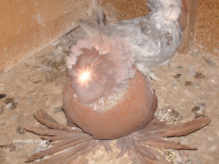 Picture 013 - buhara matca pe 2013