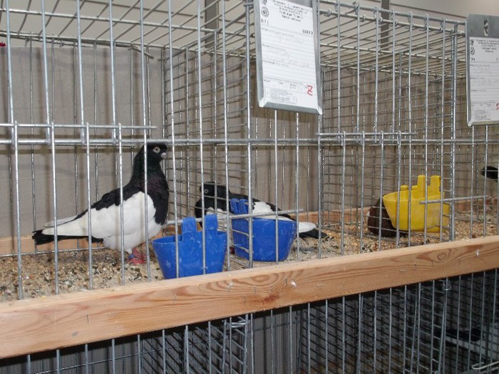 Picture 5453 - EXPOZITIA LEIPZIG 2012 PARTEA INTAI