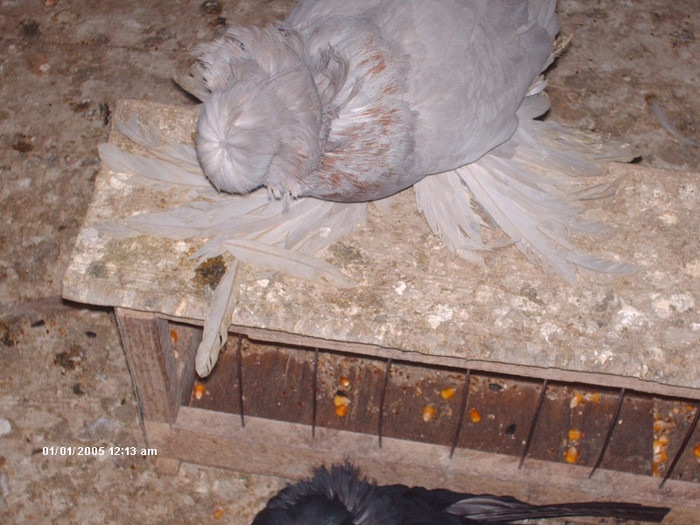 Picture 014 - buhara matca pe 2013