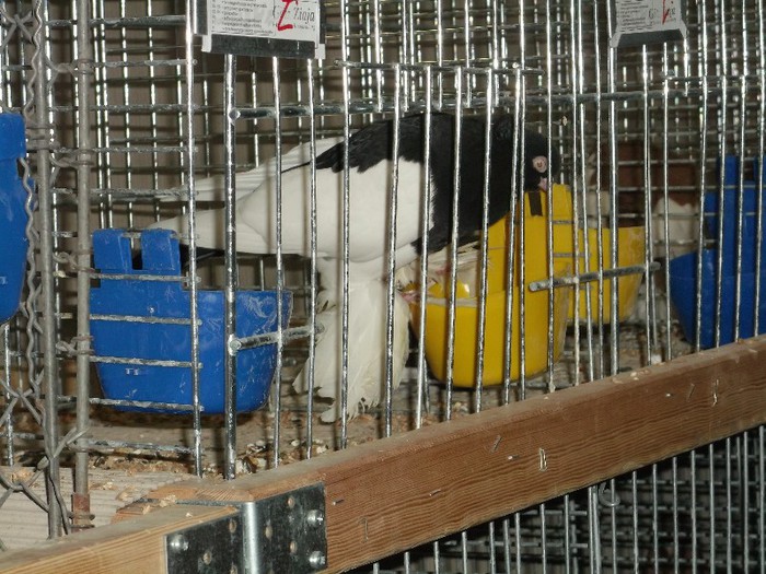 Picture 5454 - EXPOZITIA LEIPZIG 2012 PARTEA INTAI