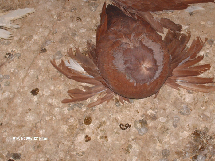 Picture 016 - buhara matca pe 2013