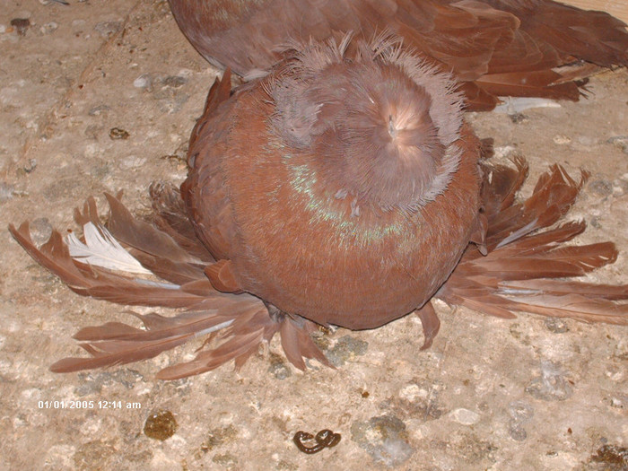 Picture 017 - buhara matca pe 2013