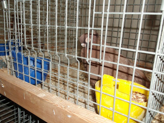 Picture 5456 - EXPOZITIA LEIPZIG 2012 PARTEA INTAI