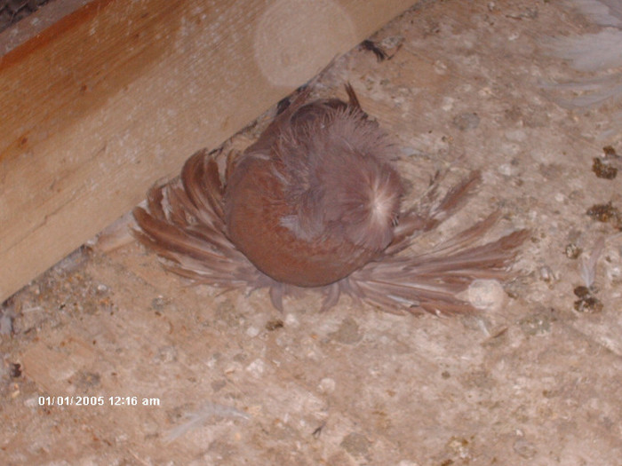 Picture 020 - buhara matca pe 2013