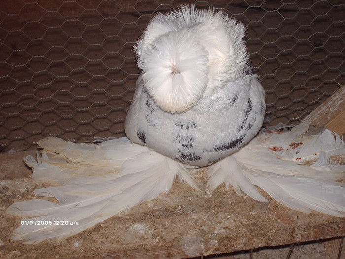 2010 ch national sanicolau mare