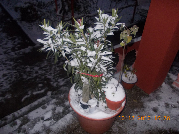 DSCN5698_1183 - Florile mele