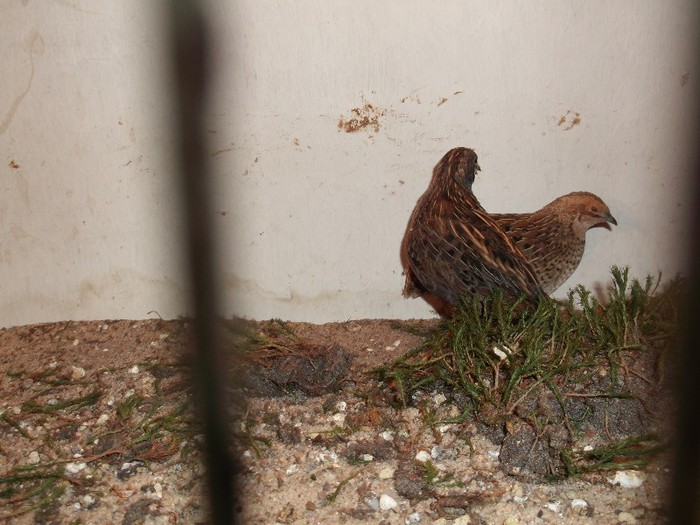 Picture 5552 - EXPOZITIA LEIPZIG 2012 PARTEA INTAI