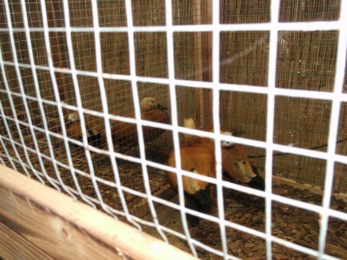 Picture 5553 - EXPOZITIA LEIPZIG 2012 PARTEA INTAI