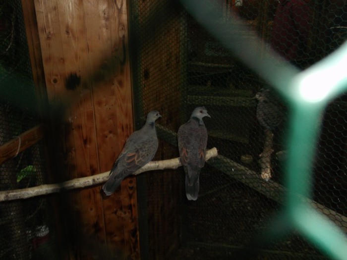 Picture 5554 - EXPOZITIA LEIPZIG 2012 PARTEA INTAI