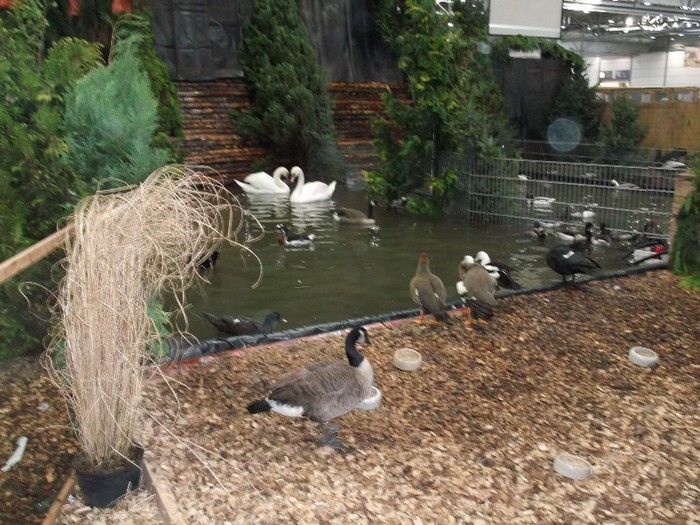 GASCARAIE IN AER LIBER(in expozitie)