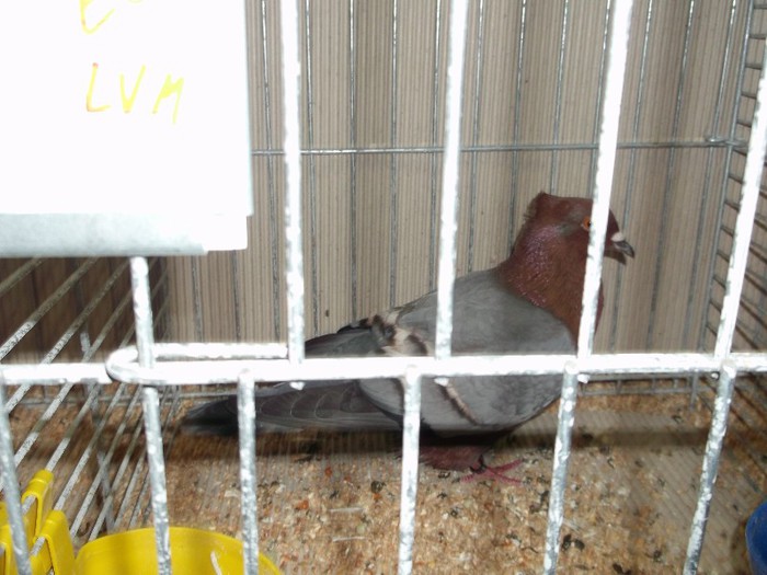 Picture 5631 - EXPOZITIA LEIPZIG 2012 PARTEA INTAI