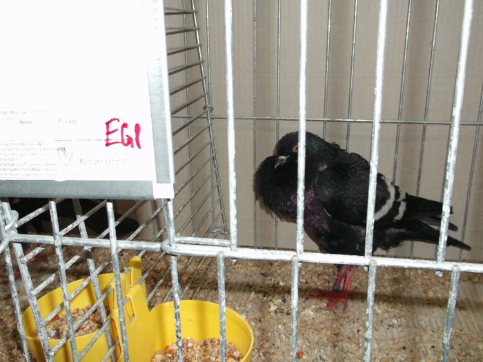 Picture 5633 - EXPOZITIA LEIPZIG 2012 PARTEA INTAI