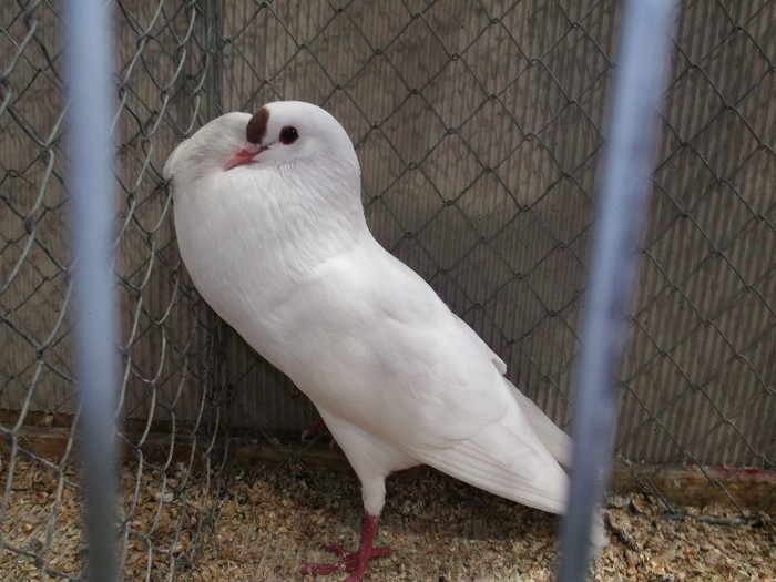 Picture 5640 - EXPOZITIA LEIPZIG 2012 PARTEA INTAI