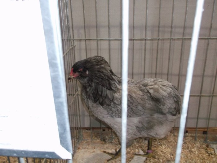 ARAUCANA CAMPIOANA (????)