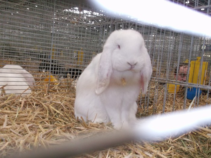 UN BERBEC SUPARAT PE VIATA