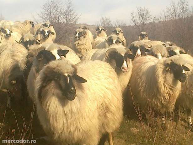 6471812_1_644x461_oi-breze-de-vanzare-haeg - oi jienesti 1