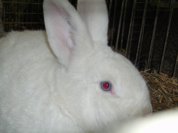 VIENEZ CU OCHI ALBASTRI