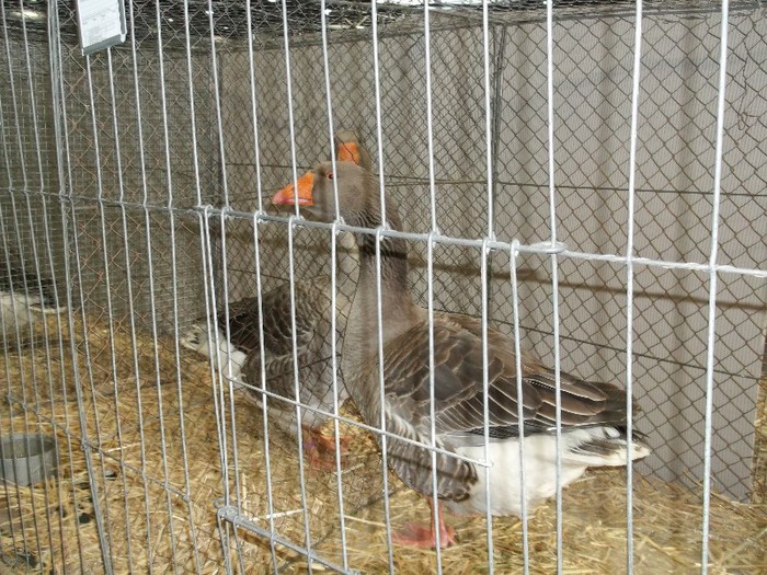 SECTOR " GASCOVENII"