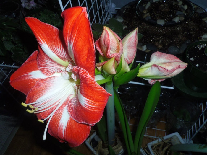 11 dec. 2012 - 2012 Amaryllis